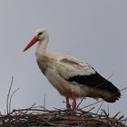 Storch