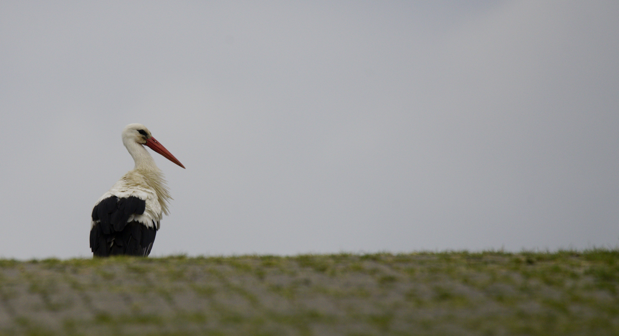 Storch,