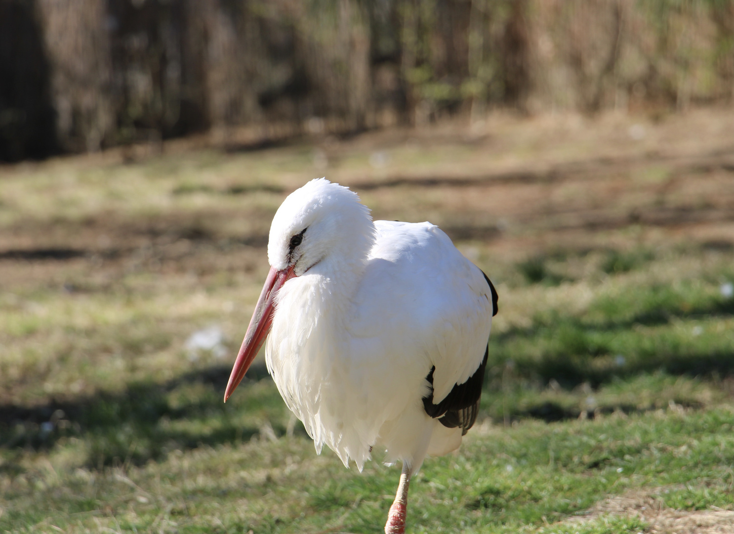 Storch 