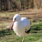 Storch 