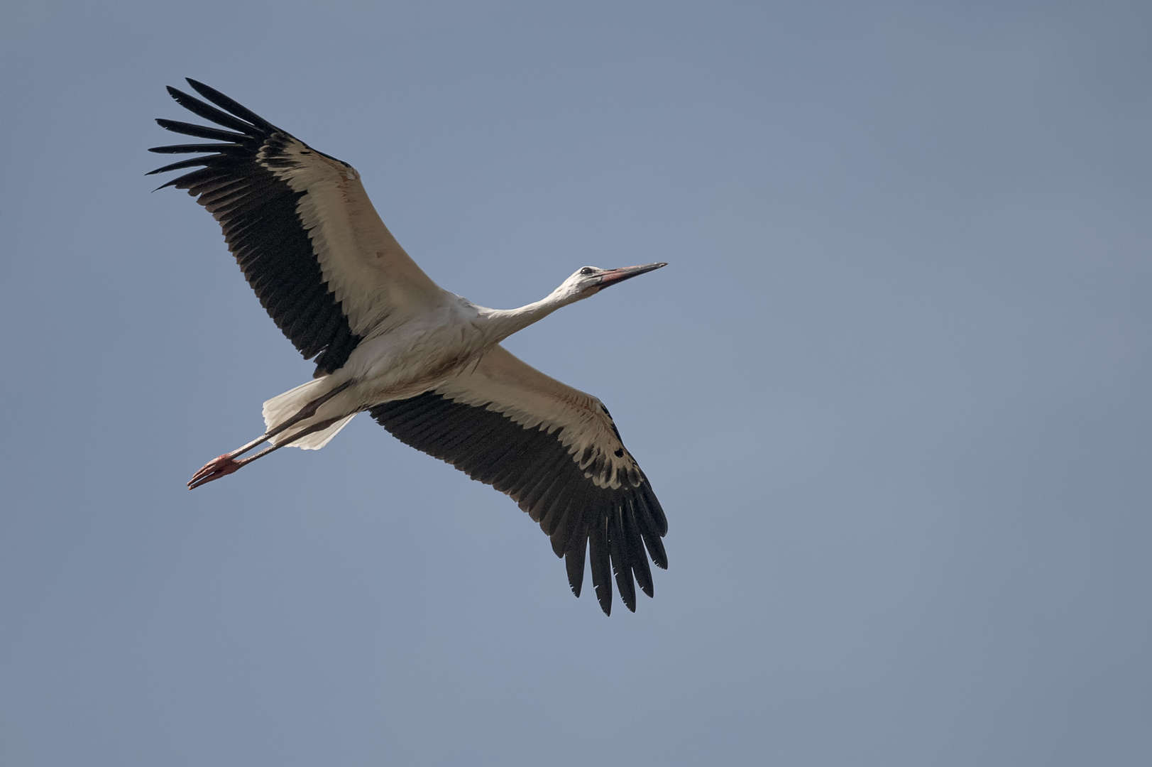 Storch