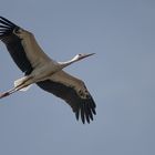 Storch