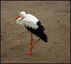 Storch