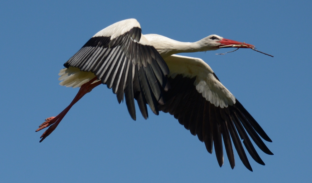 storch