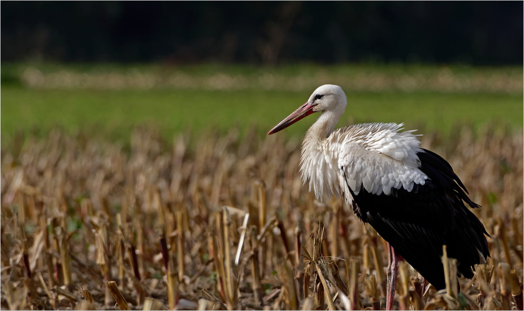 Storch