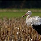 Storch