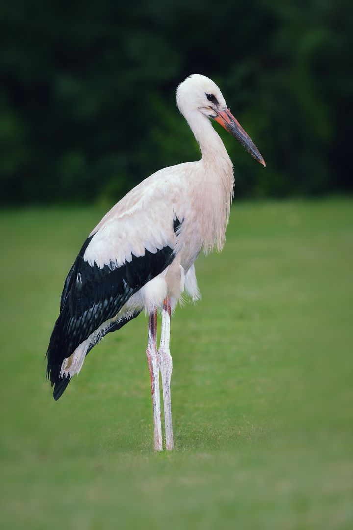 Storch