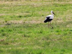 Storch