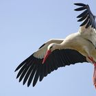 Storch