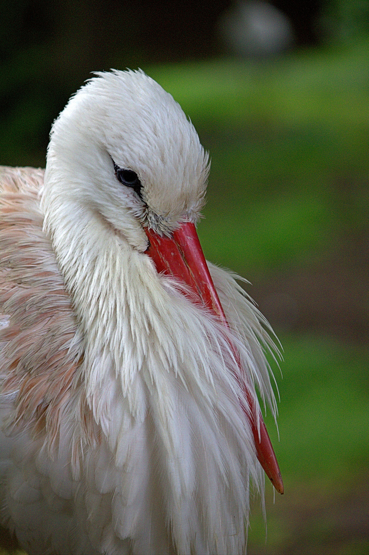 Storch