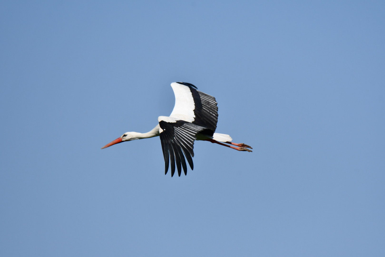 Storch