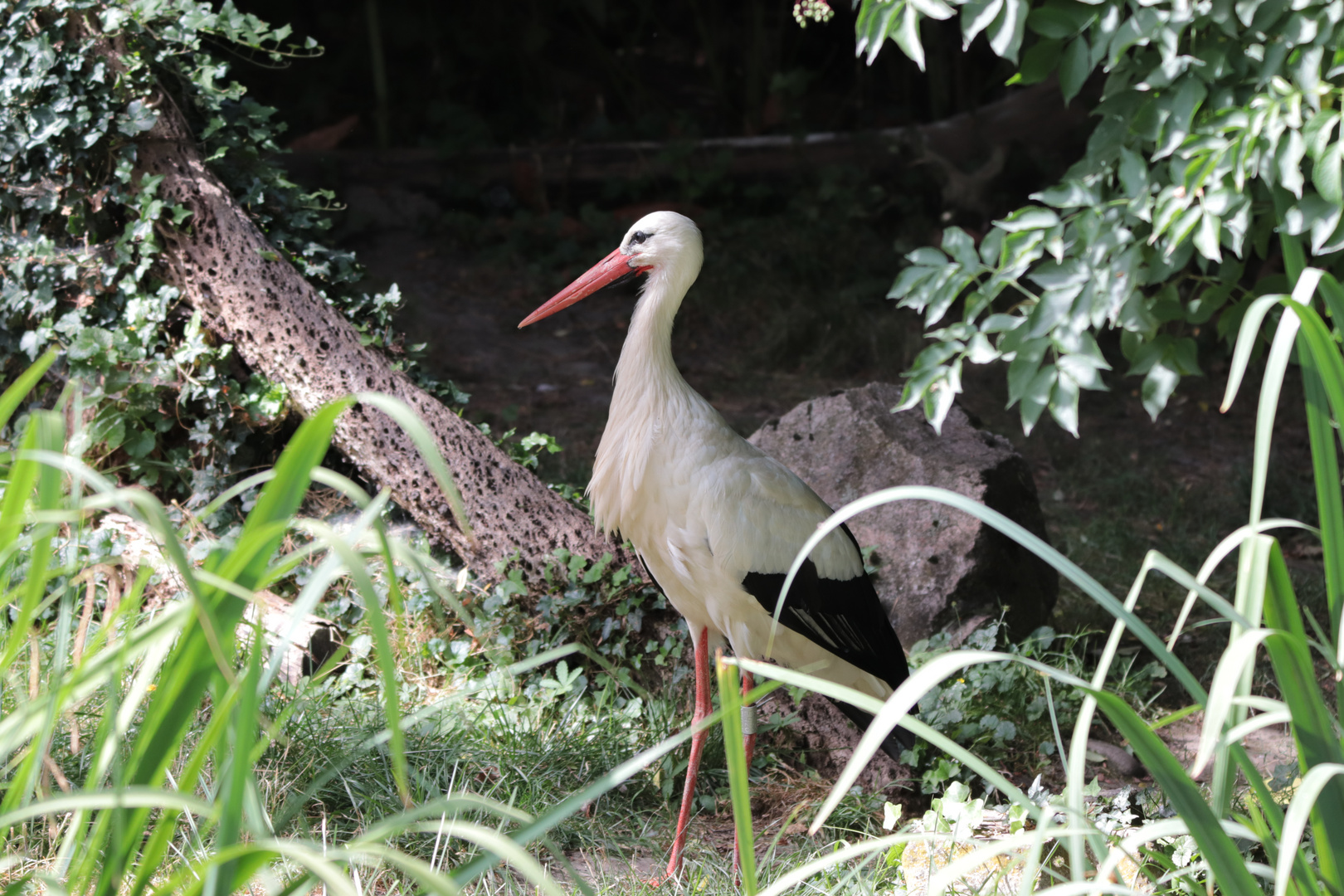 Storch