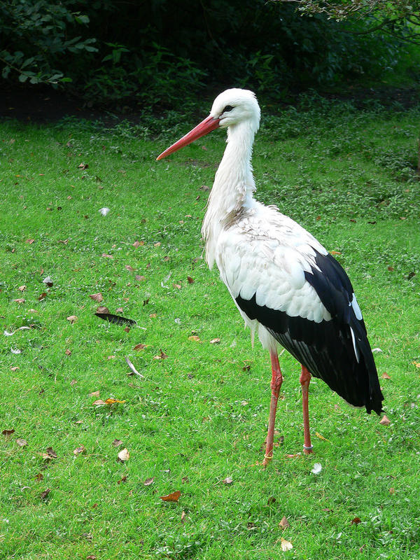 Storch