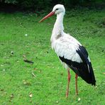 Storch