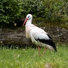 Storch 