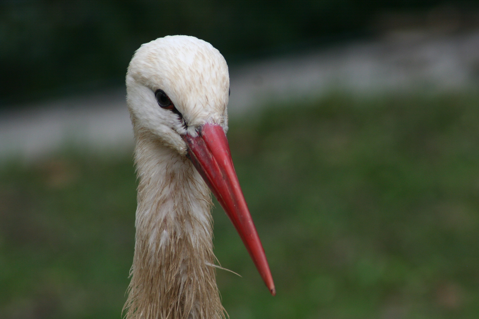 storch