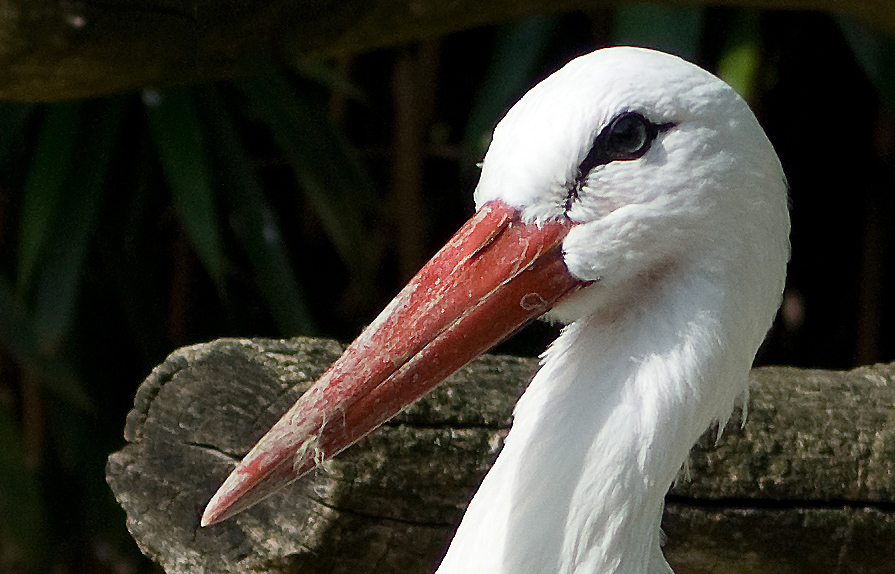 Storch