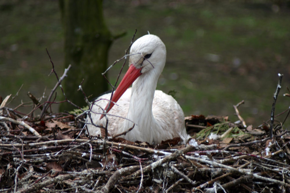 Storch