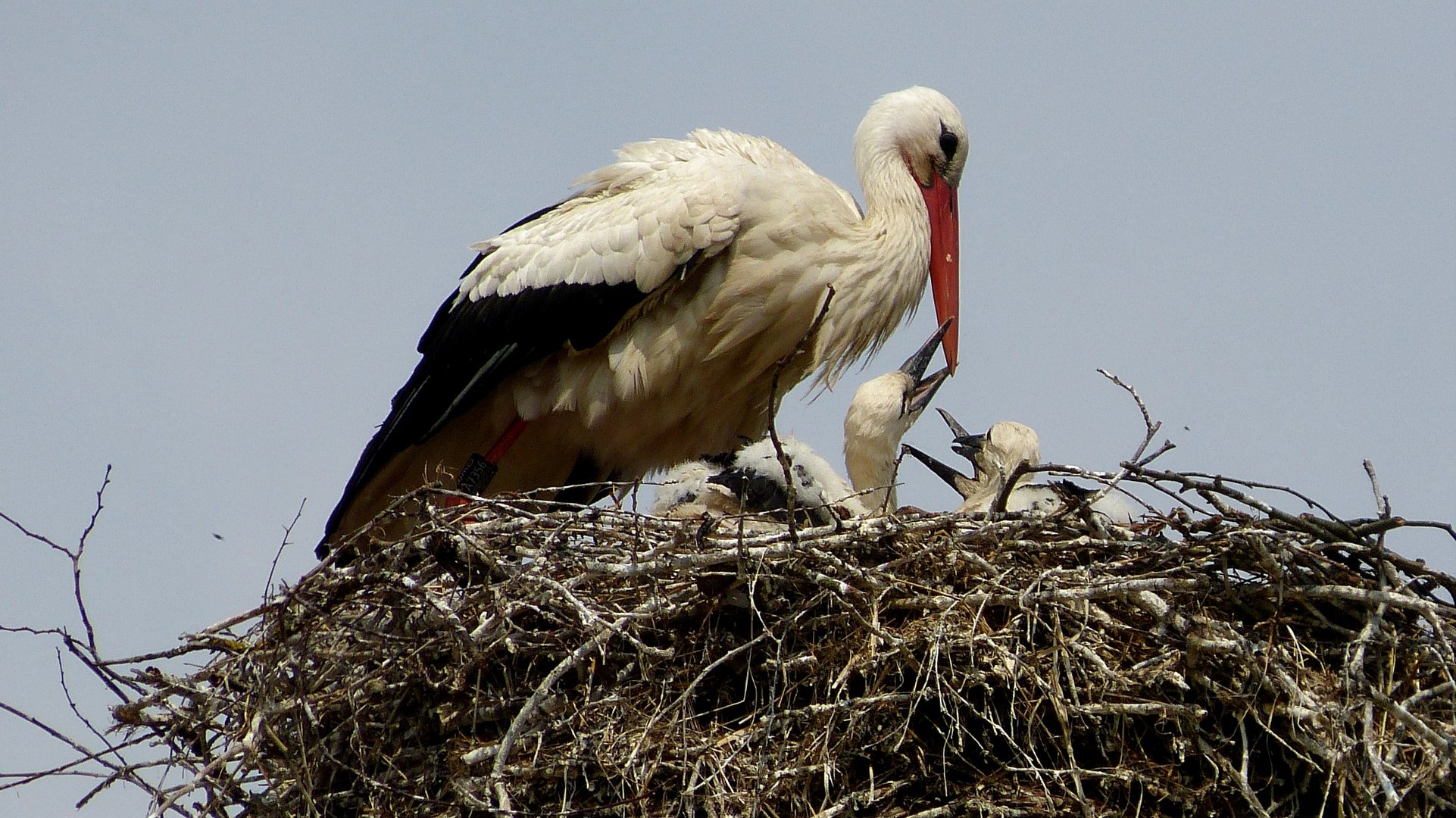 Storch 2