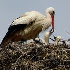 Storch 2