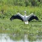 Storch 2