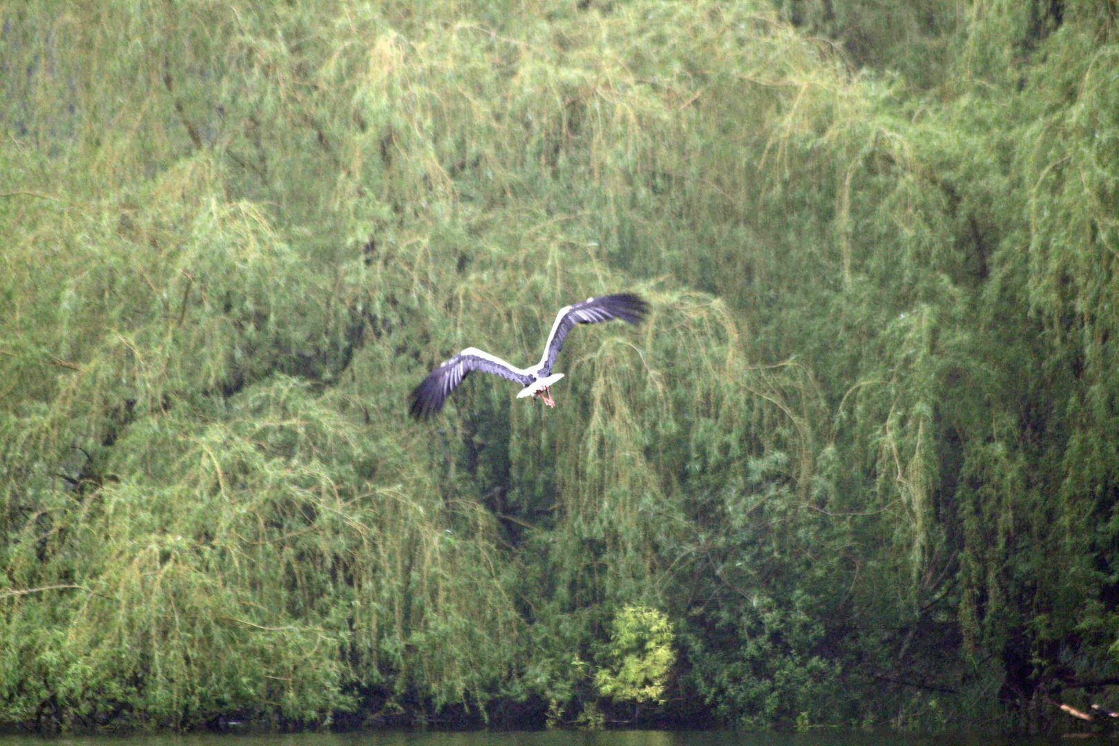 Storch 2