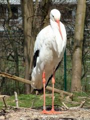 Storch 2