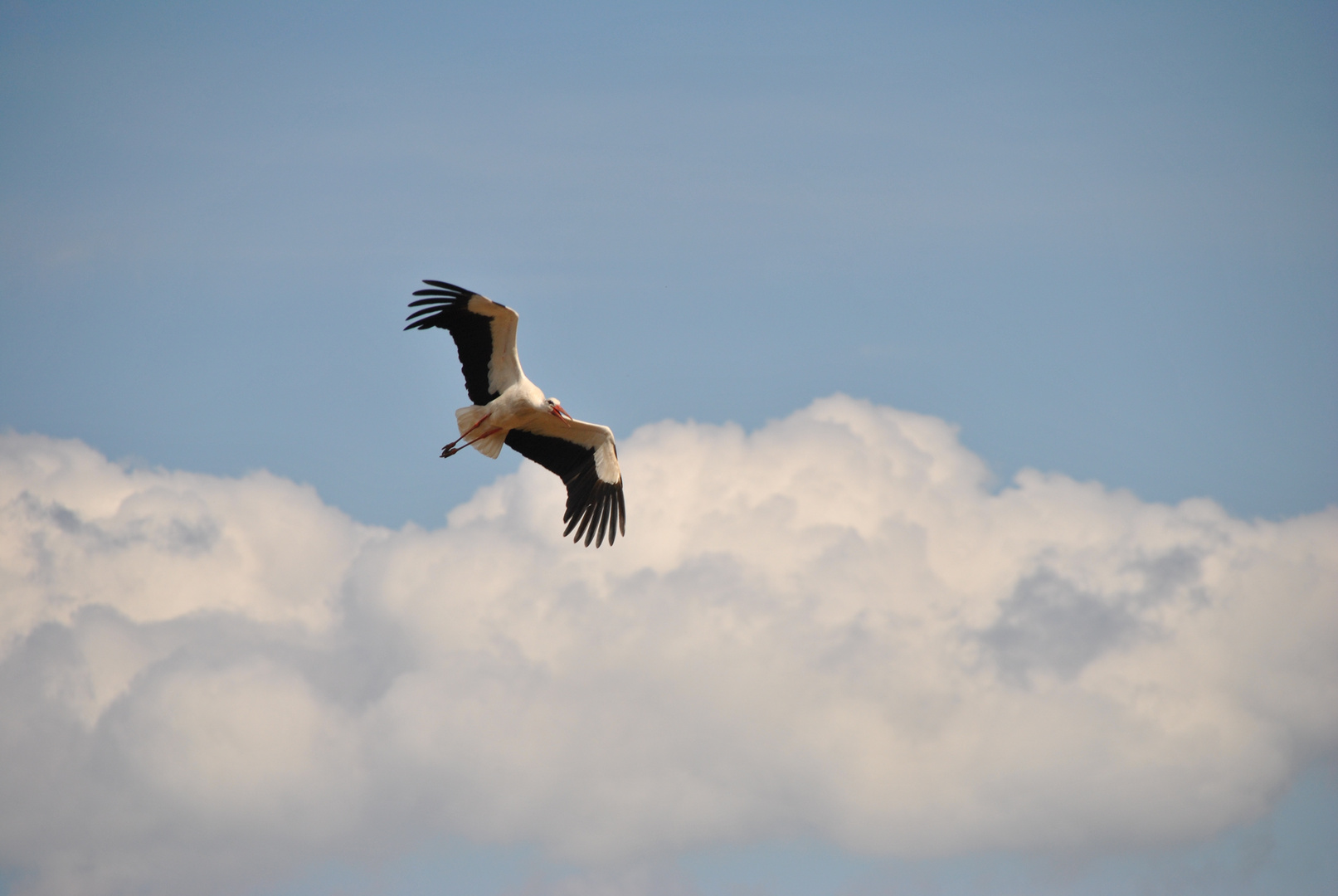 Storch 2