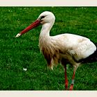 Storch 2