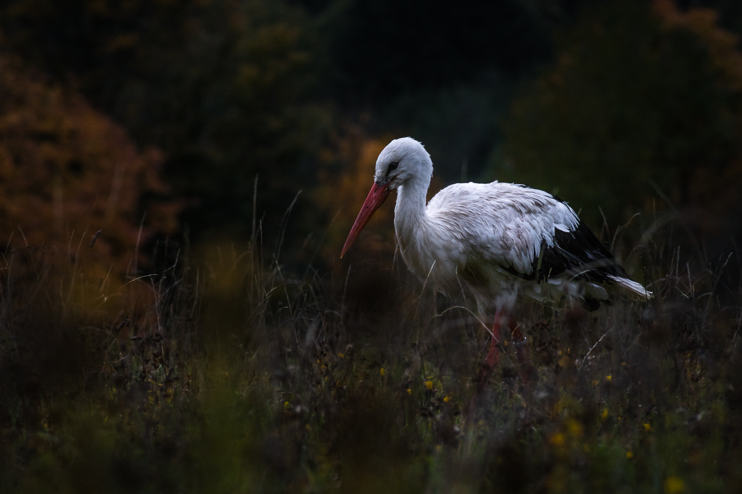 Storch 2