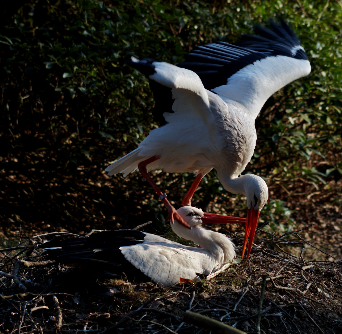 Storch 2