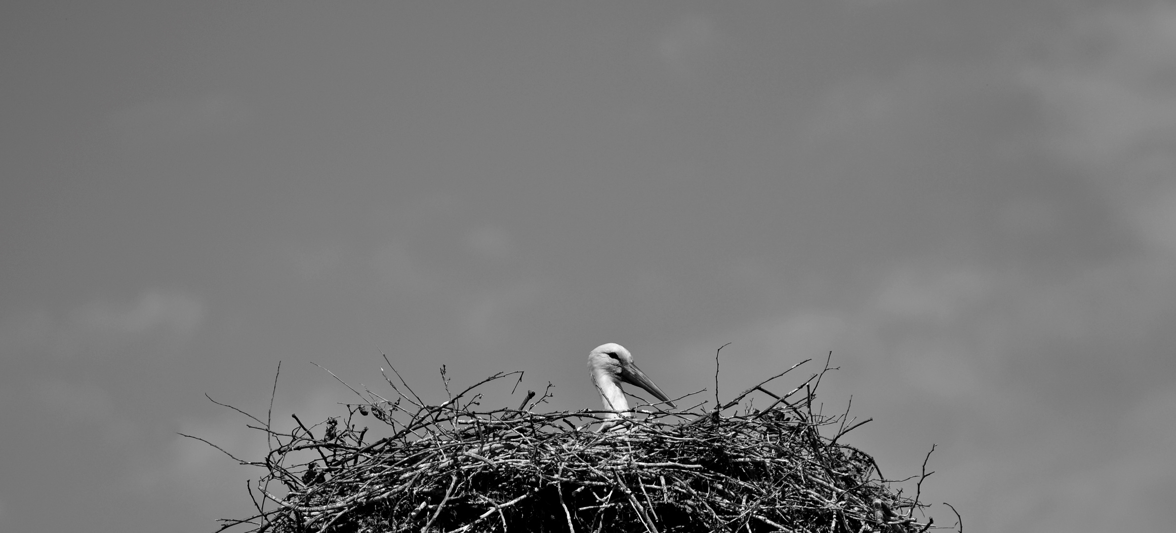 Storch 2