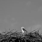 Storch 2