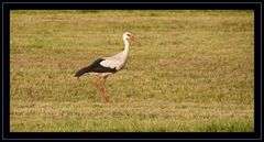 Storch 2