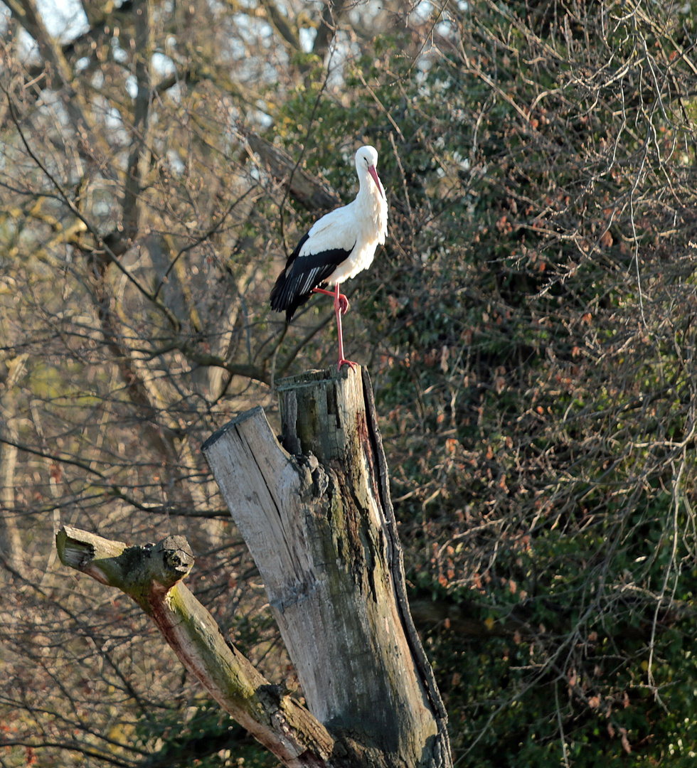 Storch -2-