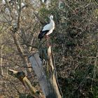 Storch -2-