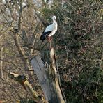 Storch -2-