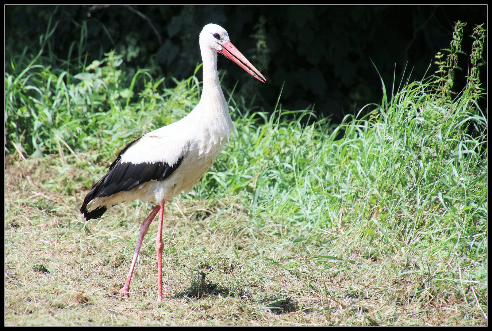 Storch 2