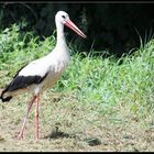 Storch 2