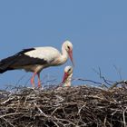 Storch 2