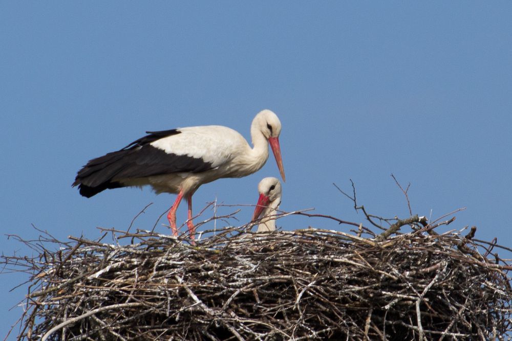 Storch 2