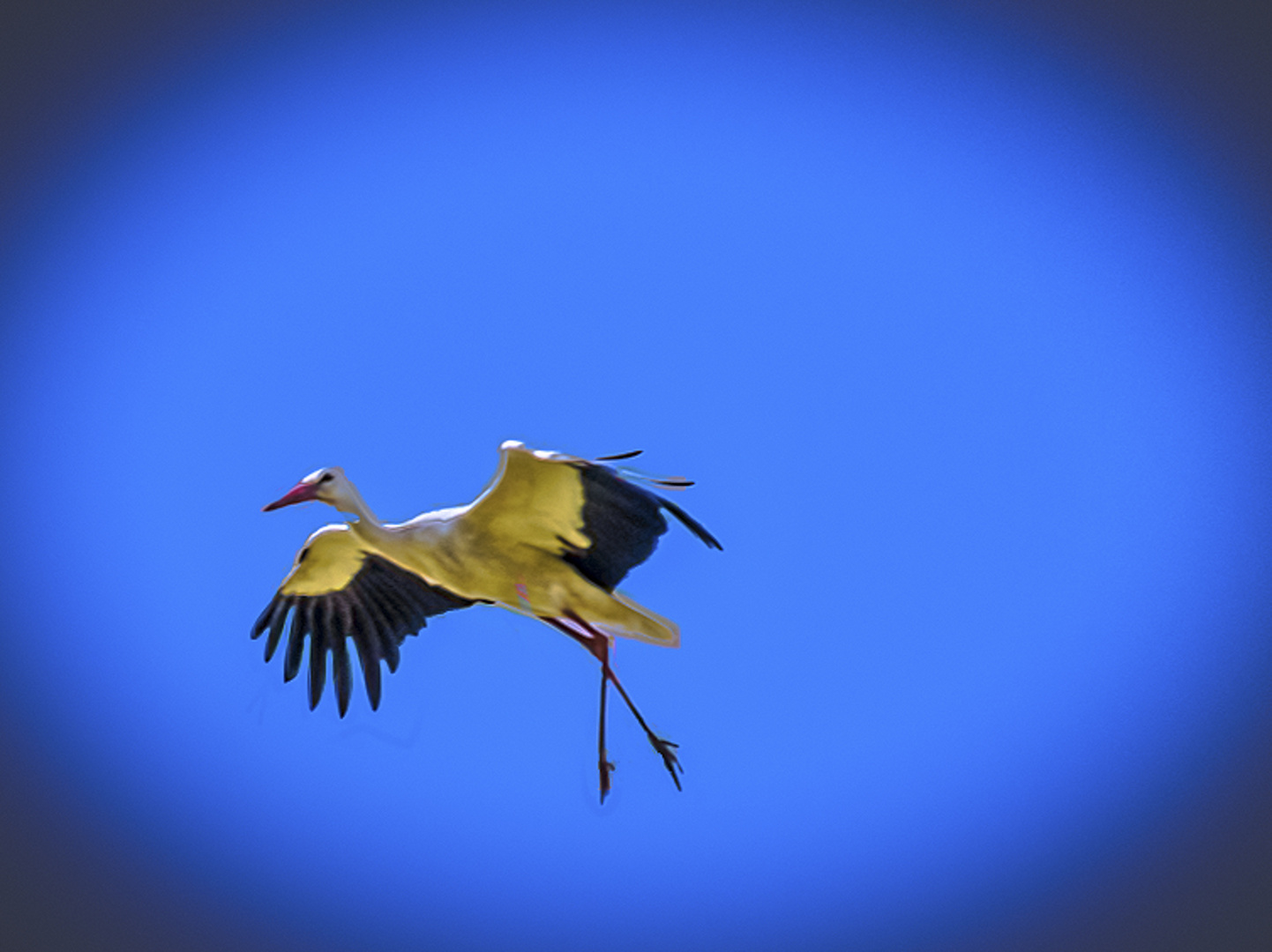 Storch 2 