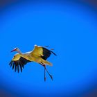 Storch 2 
