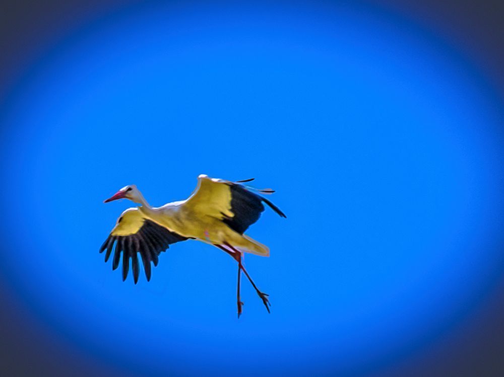 Storch 2 