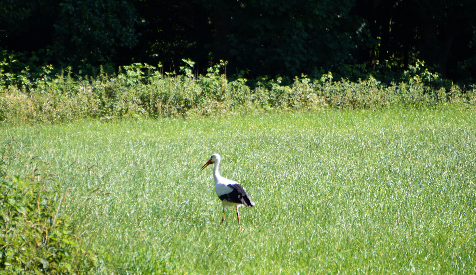 Storch 2