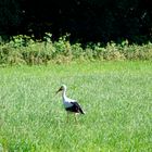 Storch 2