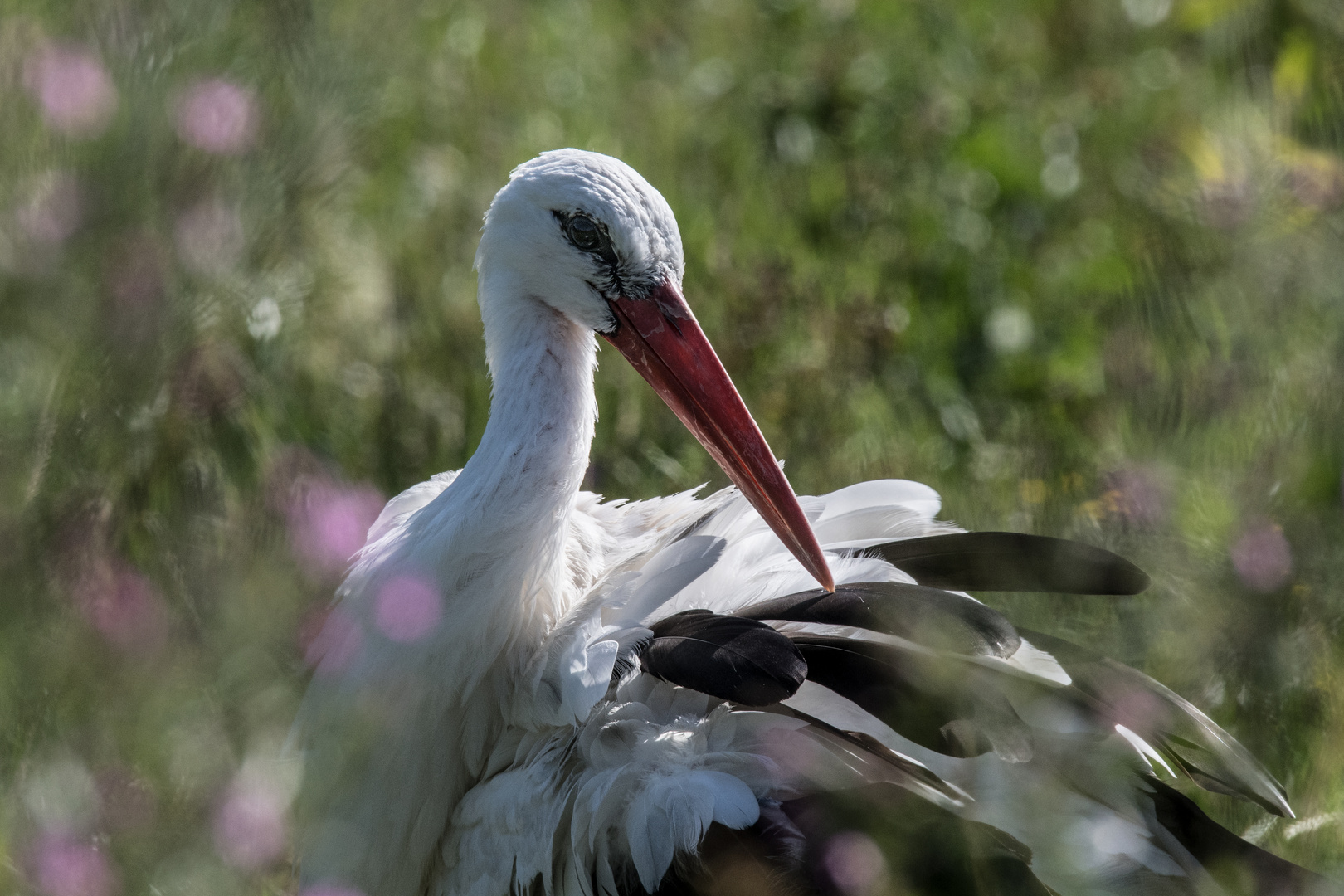 Storch 2