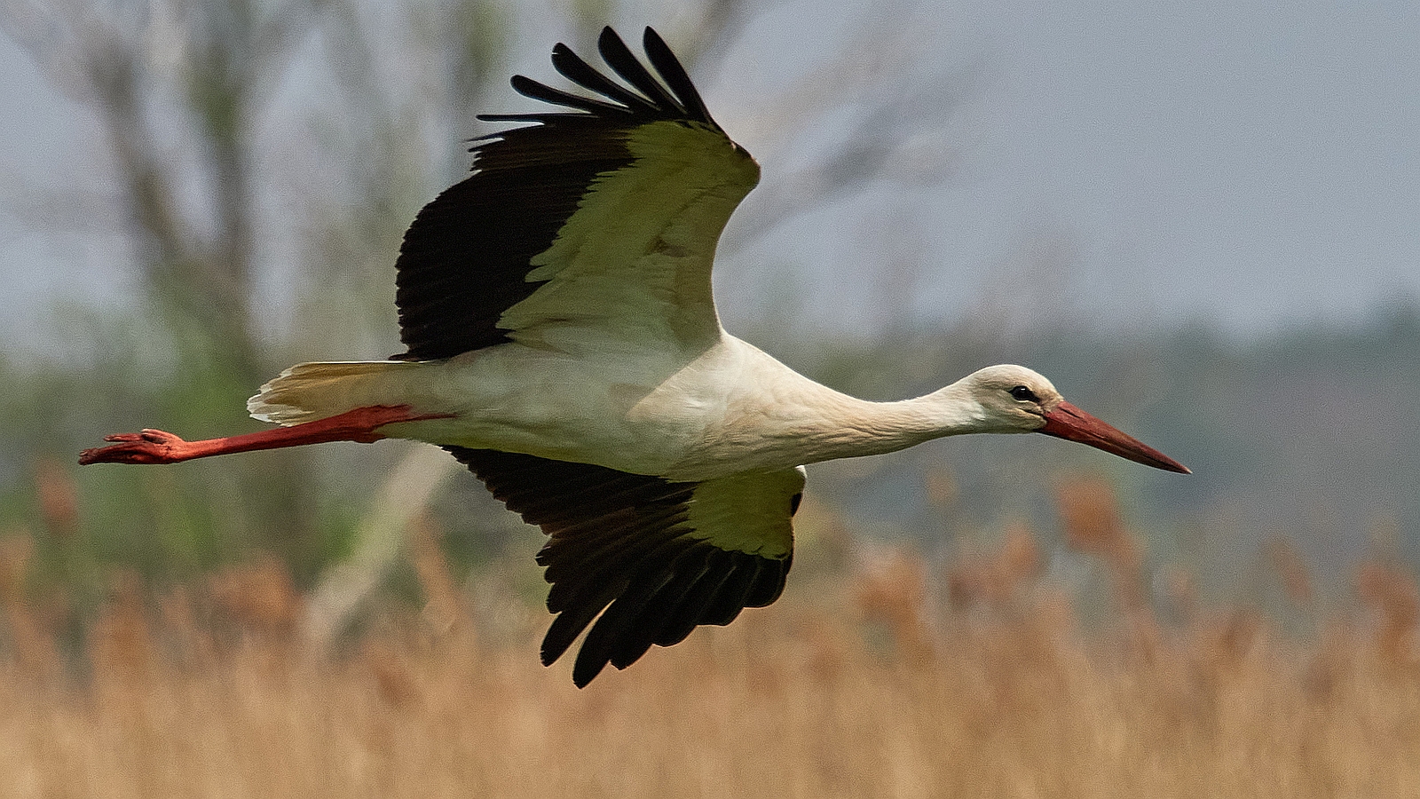 Storch #2