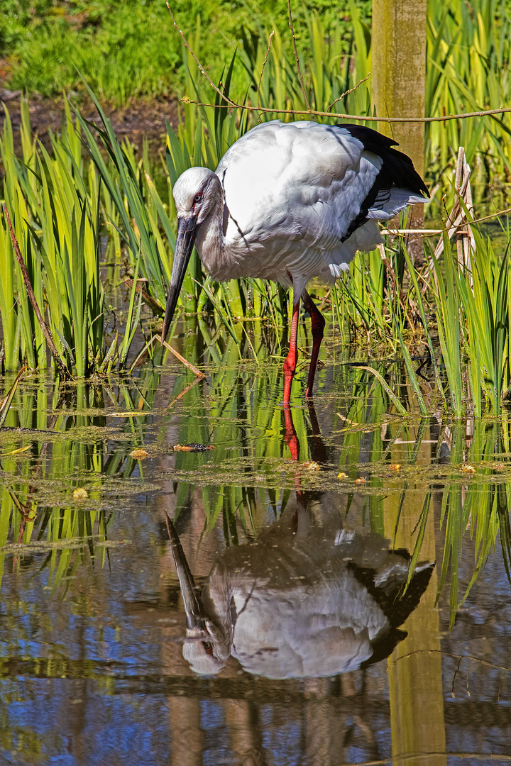 Storch - 20042101