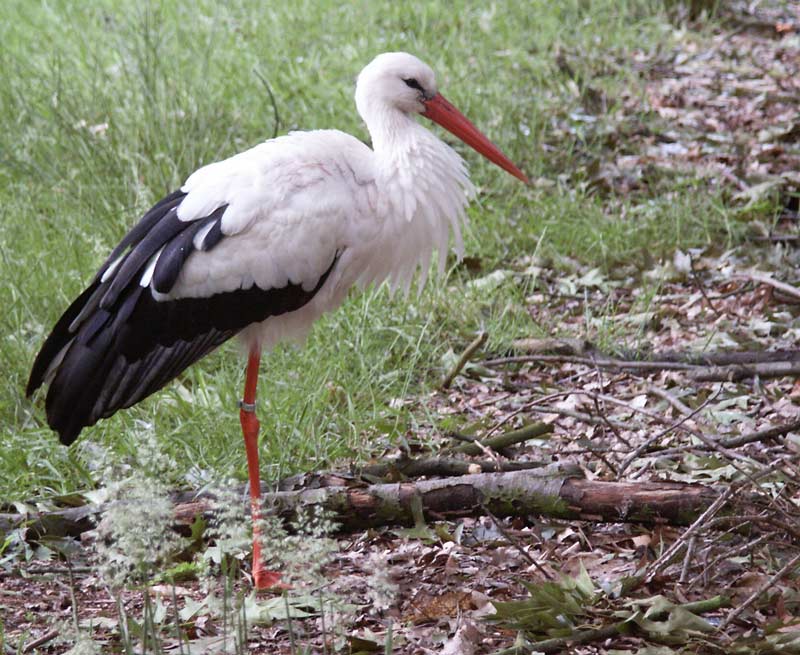 Storch